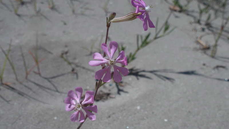 Fiore delle dune - Silene colorata